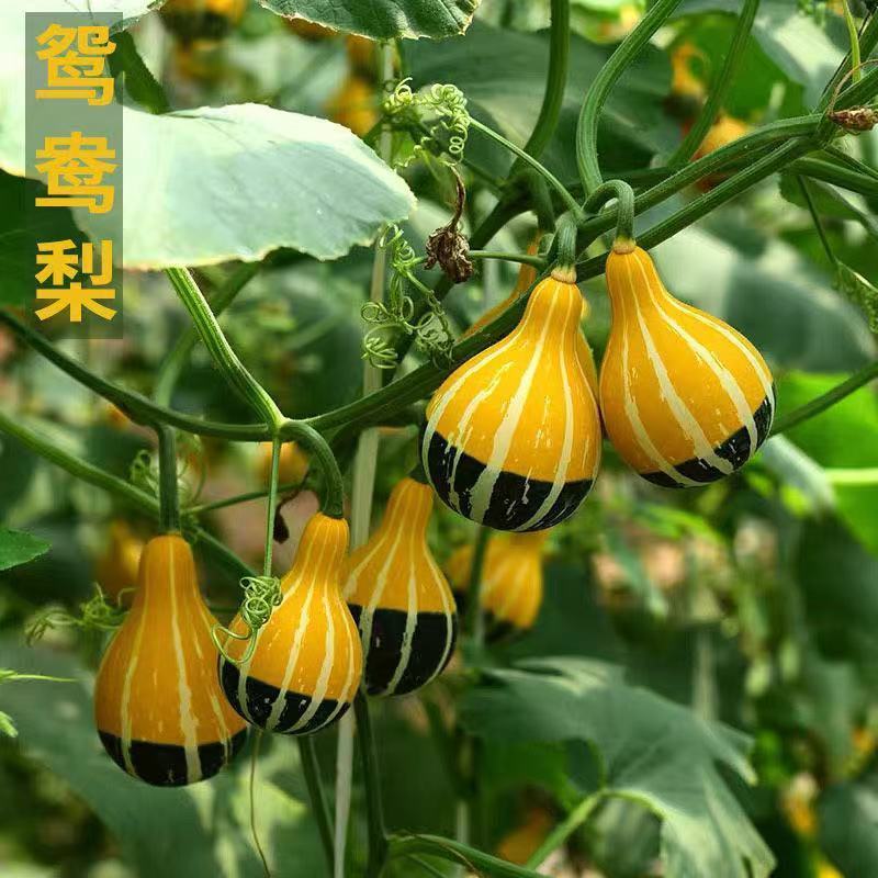 鸳鸯梨观赏南瓜种子爬藤蔬菜葫芦种孑四季阳台盆栽蔬菜种籽植