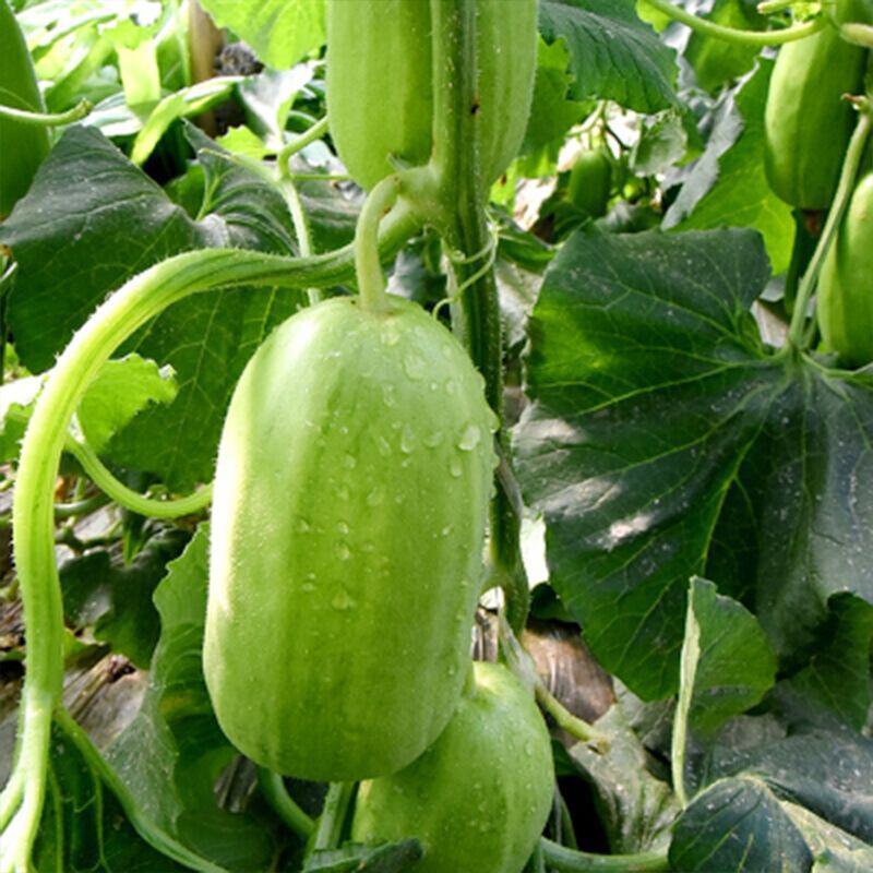 八棱脆瓜种子生吃超大青皮菜瓜棱子酥黄河脆盆栽春季夏四季蔬
