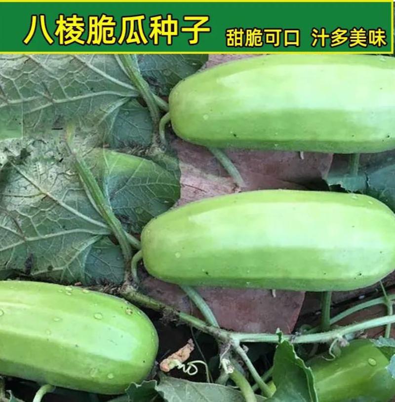 八棱脆瓜种子生吃超大青皮菜瓜棱子酥黄河脆盆栽春季夏四季蔬