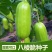 八棱脆瓜种子生吃超大青皮菜瓜棱子酥黄河脆盆栽春季夏四季蔬