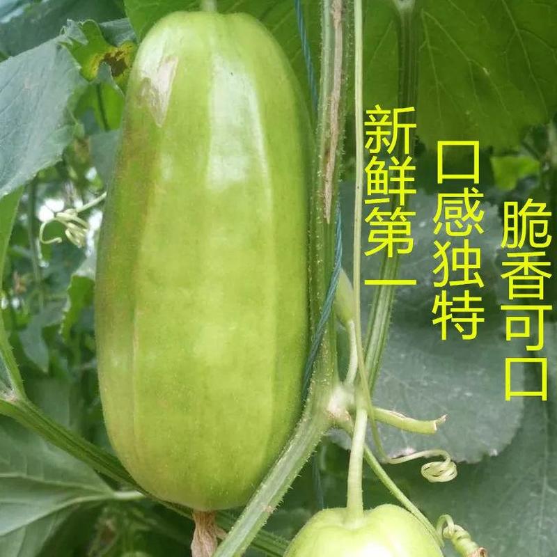 八棱脆瓜种子生吃超大青皮菜瓜棱子酥黄河脆盆栽春季夏四季蔬