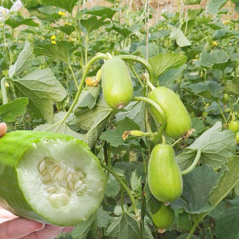 八棱脆瓜种子生吃超大青皮菜瓜棱子酥黄河脆盆栽春季夏四季蔬