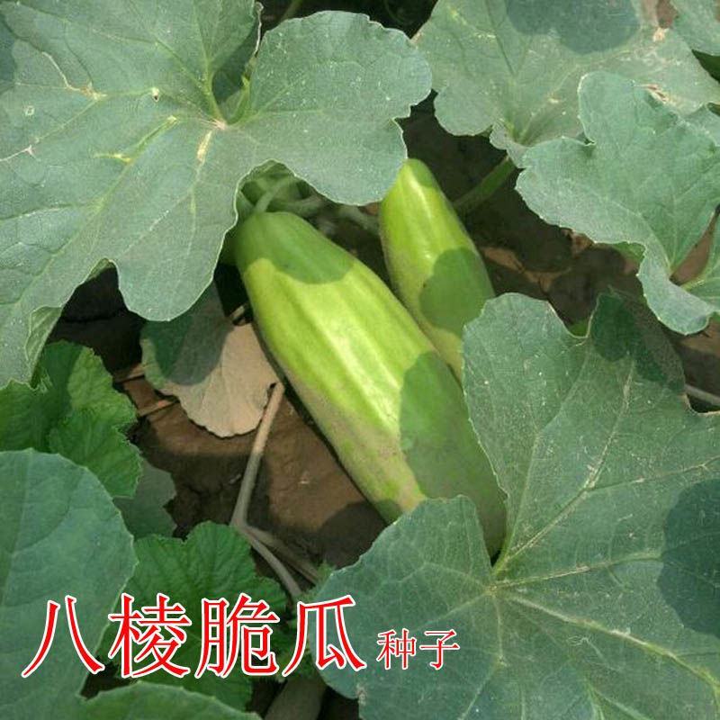 八棱脆瓜种子生吃超大青皮菜瓜棱子酥黄河脆盆栽春季夏四季蔬