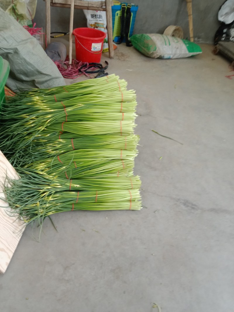 陕西省大荔县沙底村露天白帽蒜苔不上冷库不泡药水绿色蔬莱