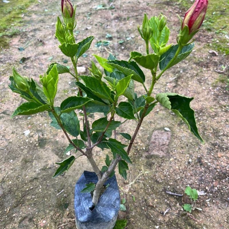 扶桑花花卉大全朱槿花带木槿花四季花开桑叶客厅摆放