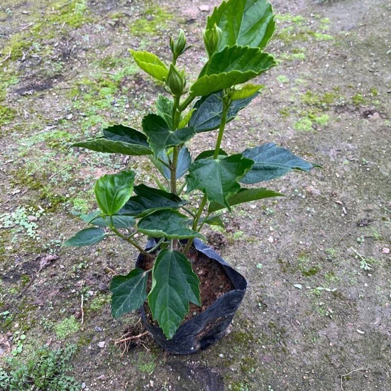 扶桑花花卉大全朱槿花带木槿花四季花开桑叶客厅摆放