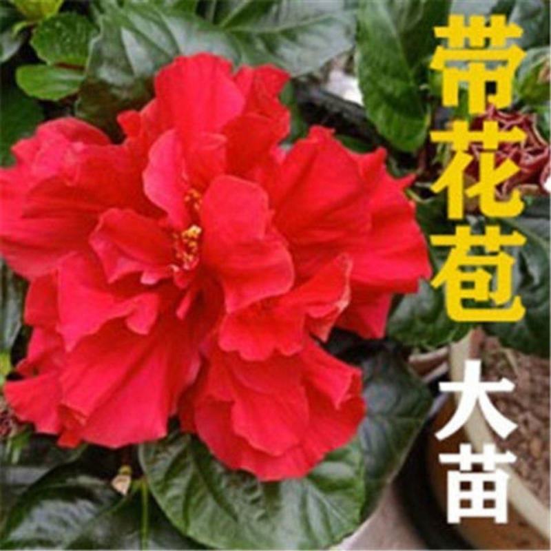 扶桑花花卉大全朱槿花带木槿花四季花开桑叶客厅摆放