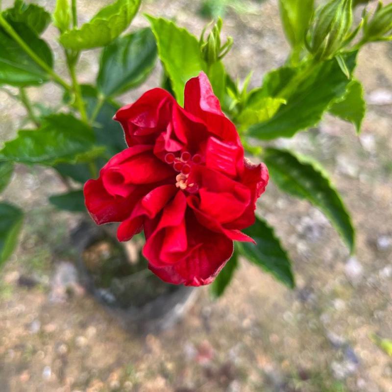 扶桑花花卉大全朱槿花带木槿花四季花开桑叶客厅摆放
