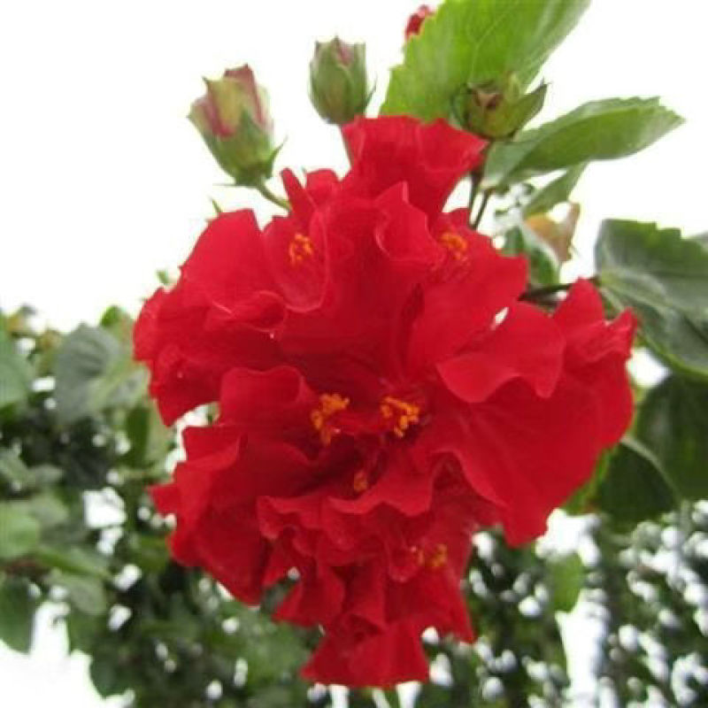扶桑花花卉大全朱槿花带木槿花四季花开桑叶客厅摆放