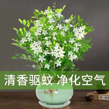 九里香盆栽植物肥料七里香浓香四季驱蚊，不含花盆奥！