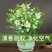 九里香盆栽植物肥料七里香浓香四季驱蚊，不含花盆奥！