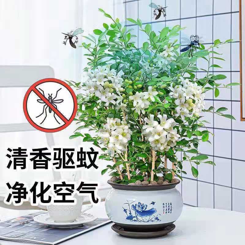 九里香盆栽植物肥料七里香浓香四季驱蚊，不含花盆奥！