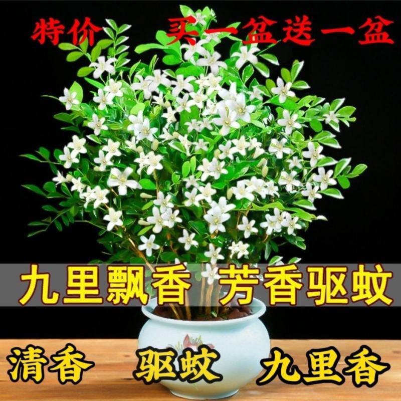 九里香盆栽植物肥料七里香浓香四季驱蚊，不含花盆奥！