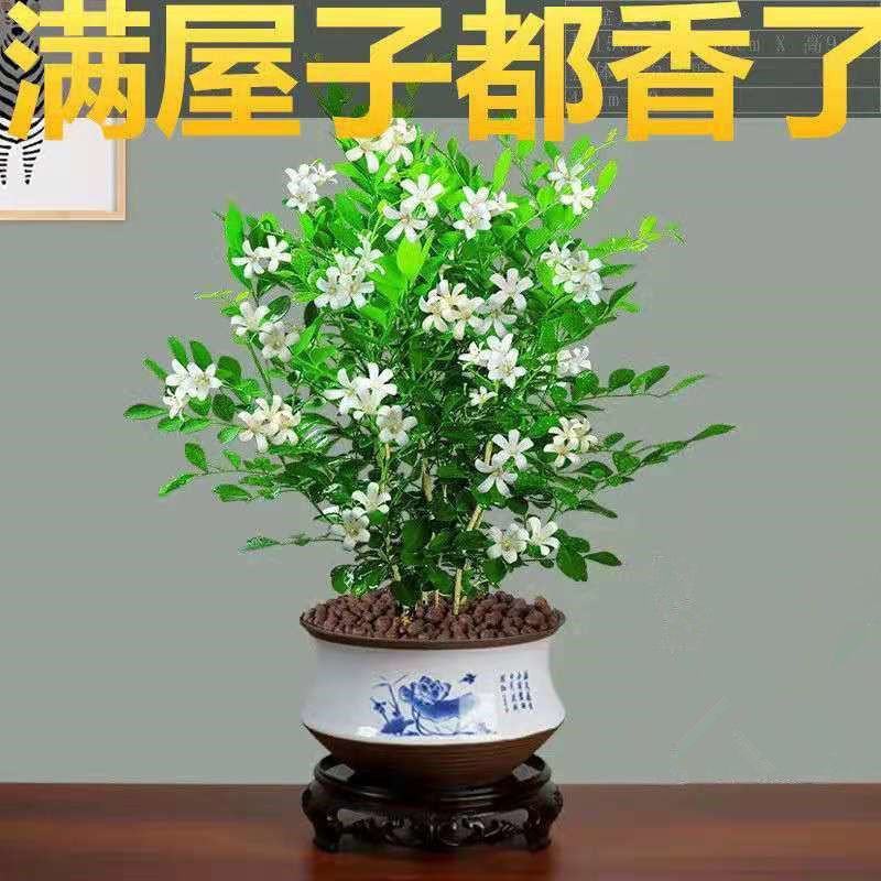 九里香盆栽植物肥料七里香浓香四季驱蚊，不含花盆奥！