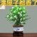 九里香盆栽植物肥料七里香浓香四季驱蚊，不含花盆奥！
