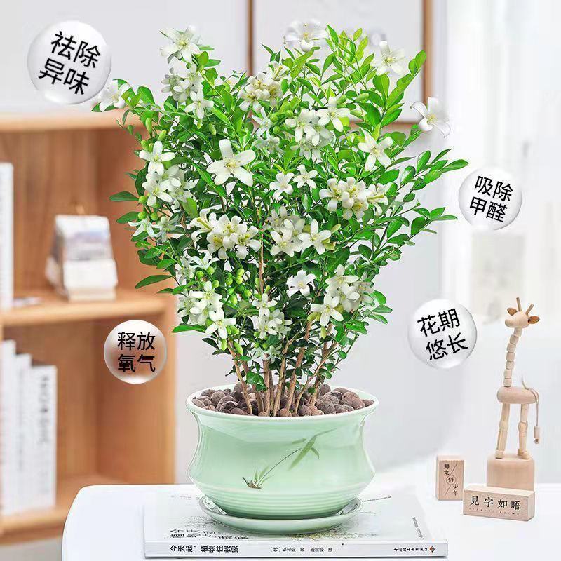 九里香盆栽植物肥料七里香浓香四季驱蚊，不含花盆奥！
