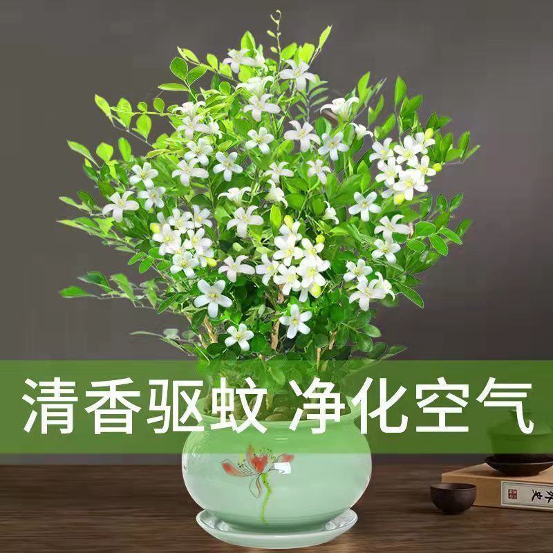 九里香盆栽植物肥料七里香浓香四季驱蚊，不含花盆奥！