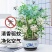 九里香盆栽植物肥料七里香浓香四季驱蚊，不含花盆奥！