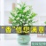 九里香盆栽植物肥料七里香浓香四季驱蚊，不含花盆奥！