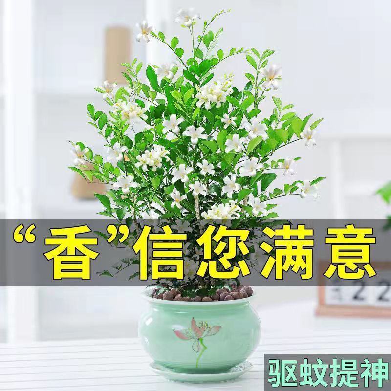 九里香盆栽植物肥料七里香浓香四季驱蚊，不含花盆奥！