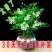 九里香盆栽植物肥料七里香浓香四季驱蚊，不含花盆奥！