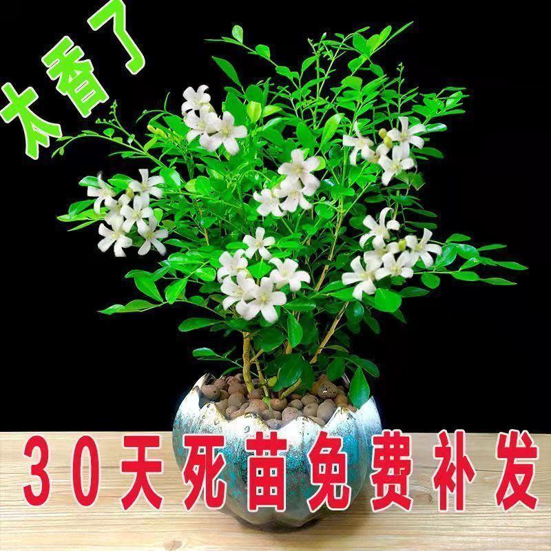 九里香盆栽植物肥料七里香浓香四季驱蚊，不含花盆奥！
