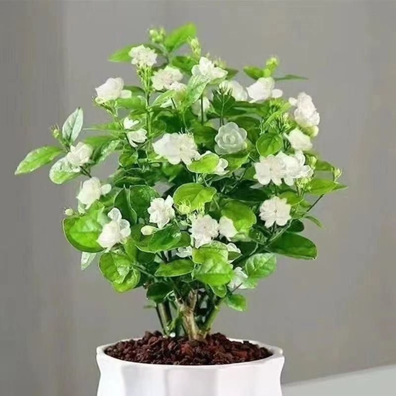 带花苞茉莉花盆栽重瓣虎头白茉莉浓香型室内好养花卉多季绿植