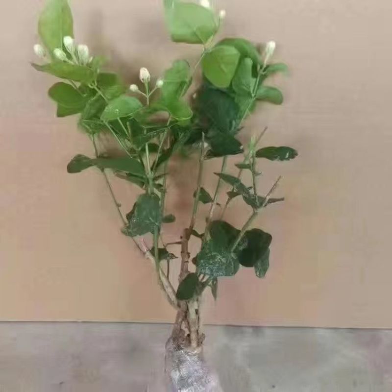 带花苞茉莉花盆栽重瓣虎头白茉莉浓香型室内好养花卉多季绿植