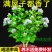 带花苞茉莉花盆栽重瓣虎头白茉莉浓香型室内好养花卉多季绿植