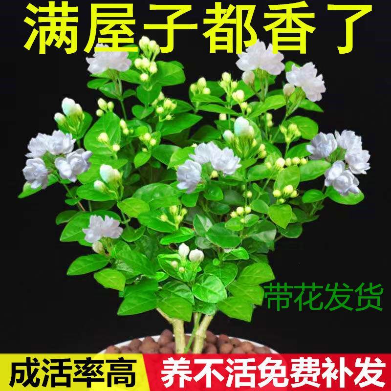 带花苞茉莉花盆栽重瓣虎头白茉莉浓香型室内好养花卉多季绿植
