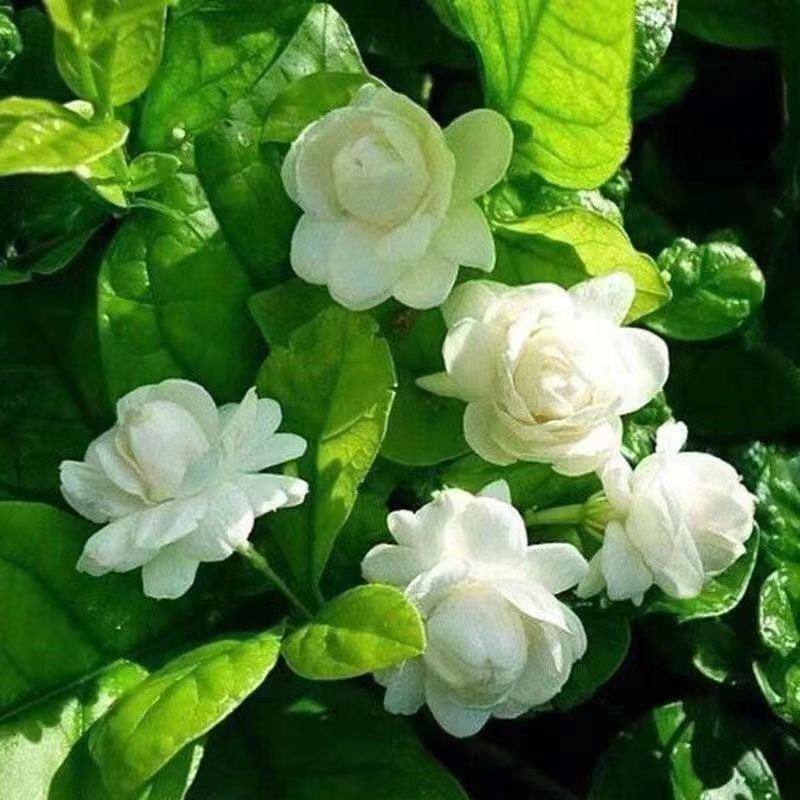 带花苞茉莉花盆栽重瓣虎头白茉莉浓香型室内好养花卉多季绿植