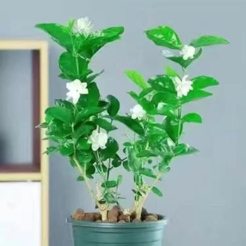 带花苞茉莉花盆栽重瓣虎头白茉莉浓香型室内好养花卉多季绿植