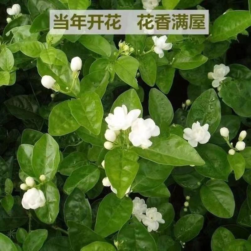 带花苞茉莉花盆栽重瓣虎头白茉莉浓香型室内好养花卉多季绿植