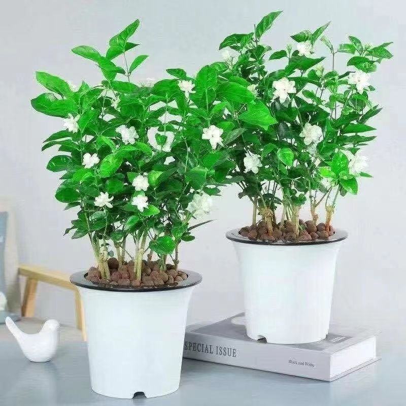 带花苞茉莉花盆栽重瓣虎头白茉莉浓香型室内好养花卉多季绿植