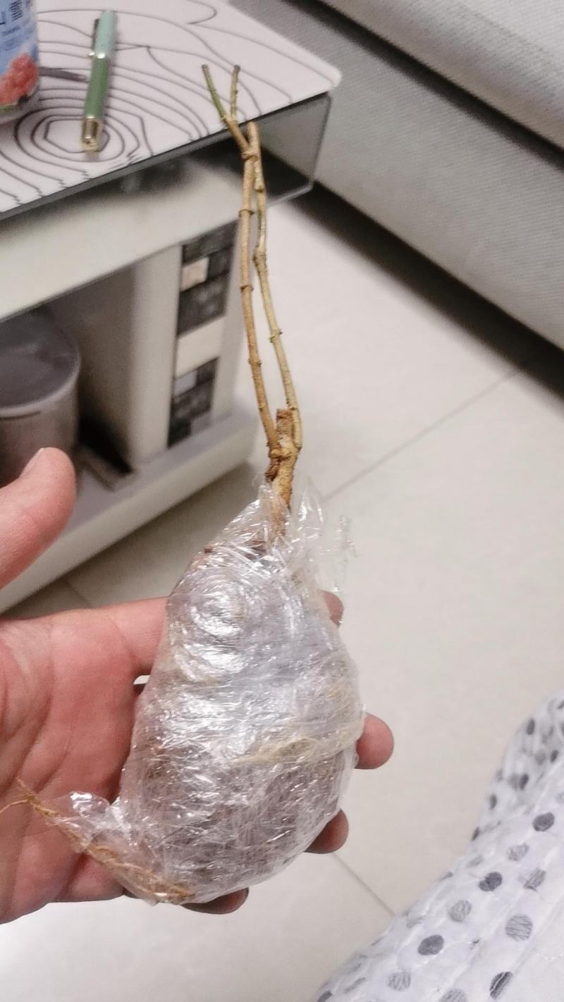 带花苞茉莉花盆栽重瓣虎头白茉莉浓香型室内好养花卉多季绿植