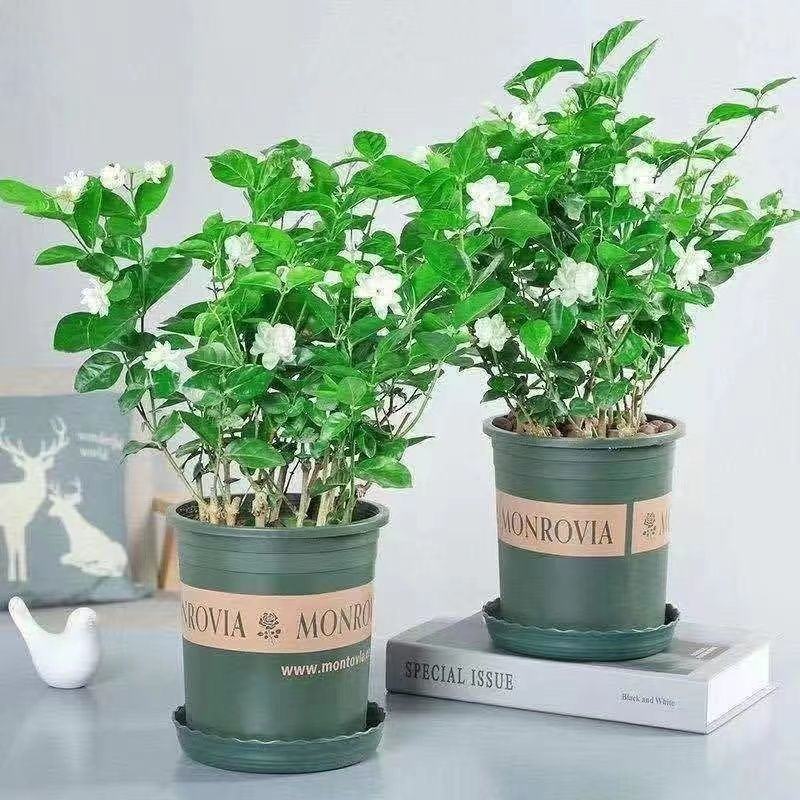 带花苞茉莉花盆栽重瓣虎头白茉莉浓香型室内好养花卉多季绿植