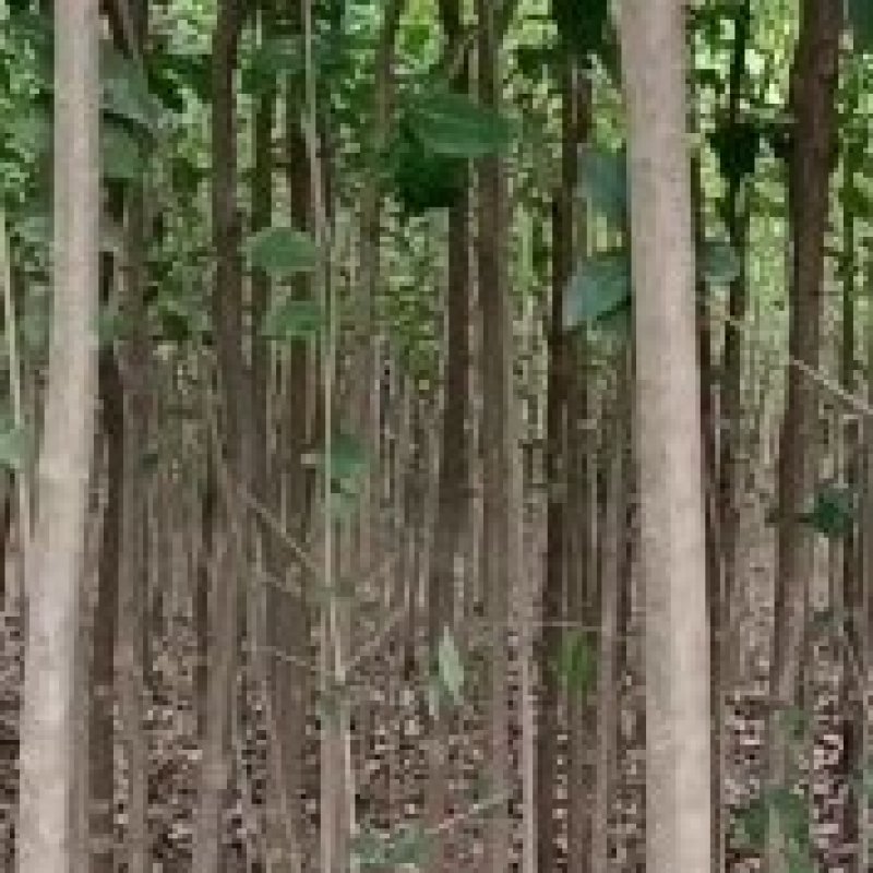 河南南阳镇平各种规格齐全的大叶女贞量大优惠
