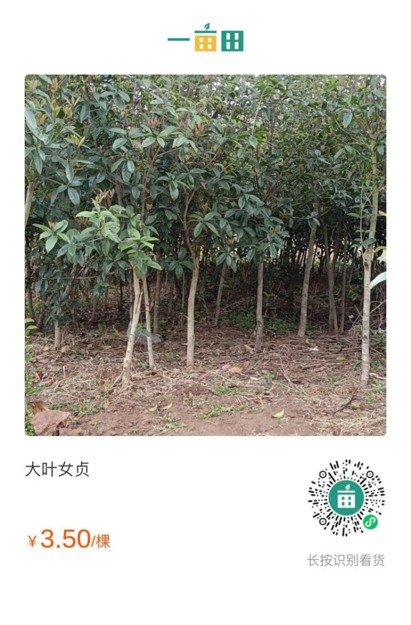 河南南阳镇平各种规格齐全的大叶女贞量大优惠