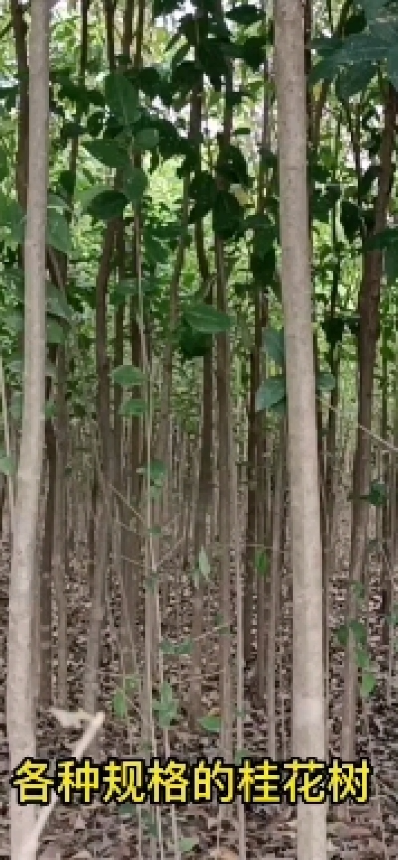 河南南阳镇平各种规格齐全的大叶女贞量大优惠