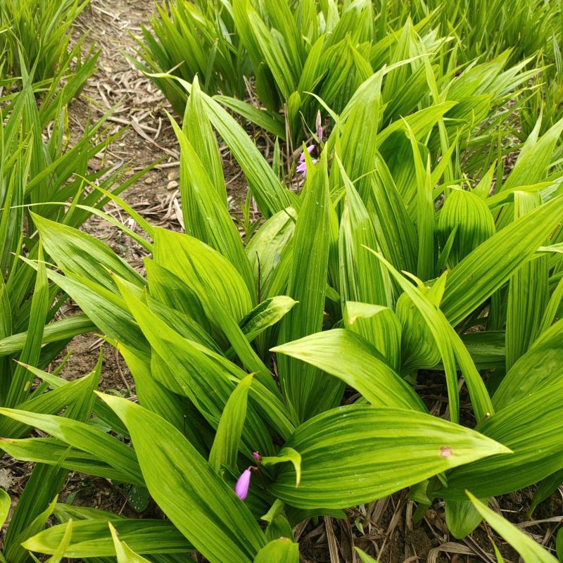 白芨:三叉白芨、紫花白花、干白芨个子，白芨片子，纯干无硫