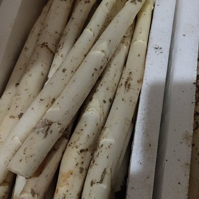 产地直供新鲜优质白芦笋量大从优一次合作终生朋友！