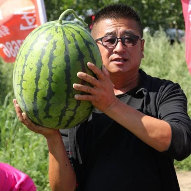 神奥666精品西瓜种子皮色绿瓤色红产量高皮薄坚韧耐储运