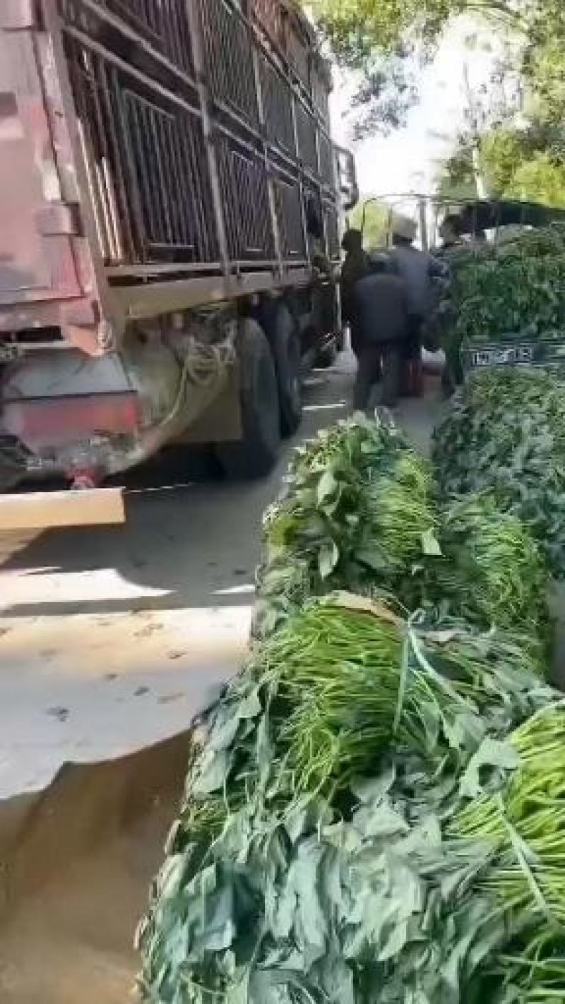 红薯苗，大田苗，高剪苗，现货供应，支持视频看货