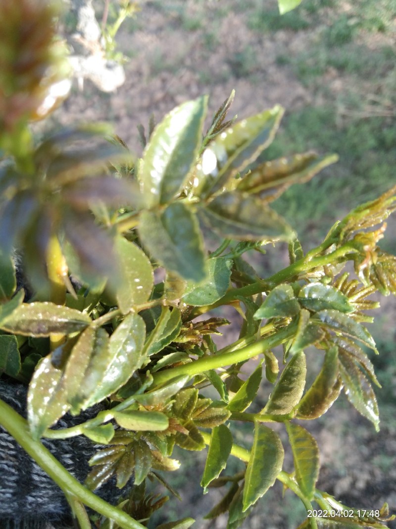 花椒芽菜