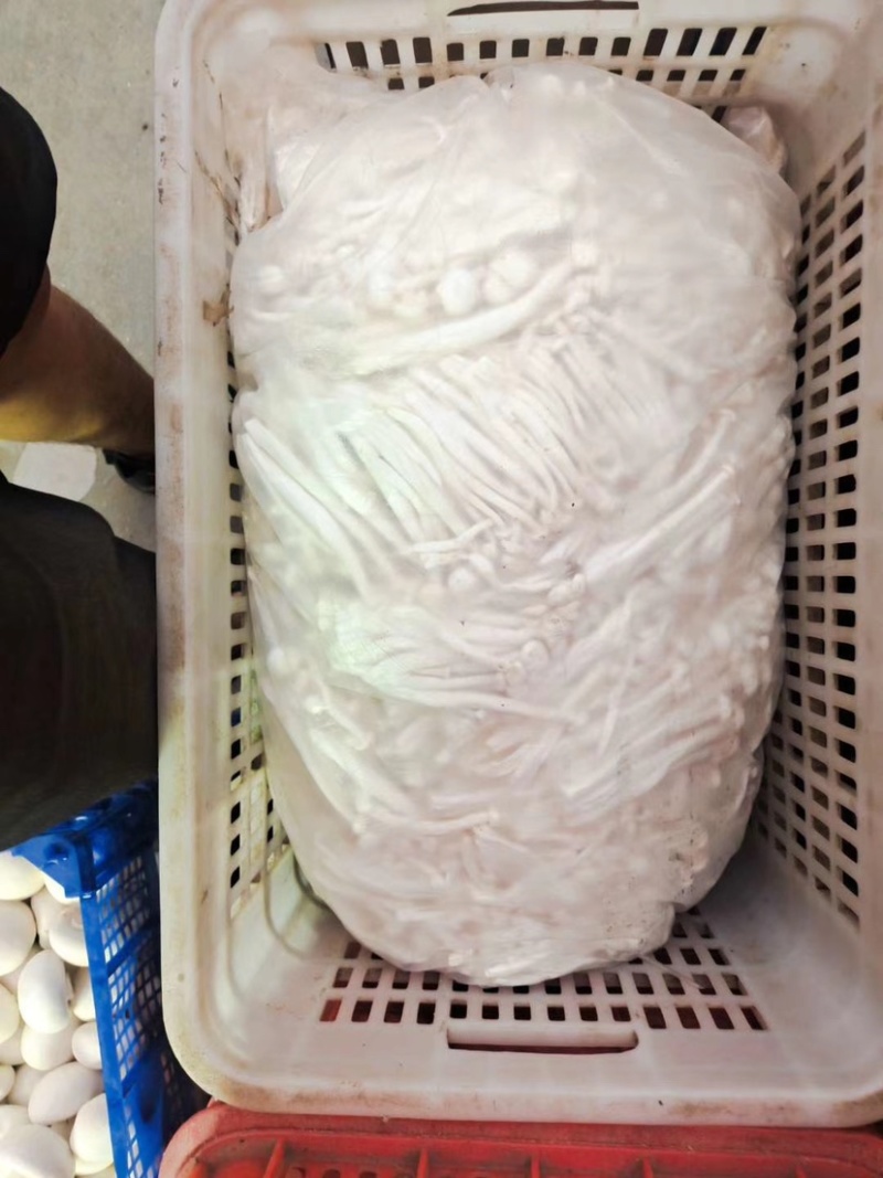 白玉菇。散装的。20斤一包加工厂电商专用货价格不高