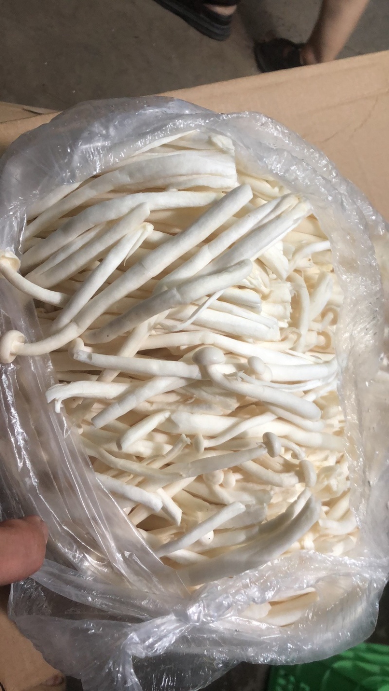 白玉菇。散装的。20斤一包加工厂电商专用货价格不高