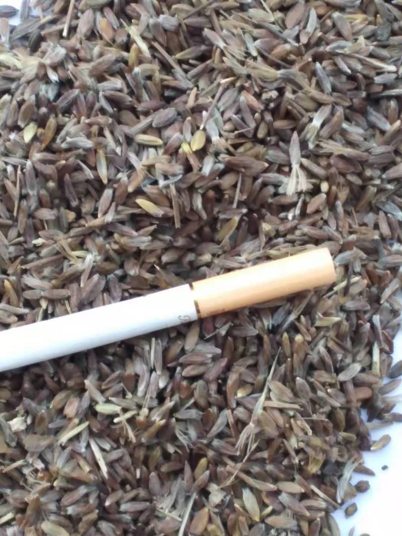 苍术