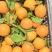 奉节脐橙72-1目前价格一树清1.6一斤，味道纯甜