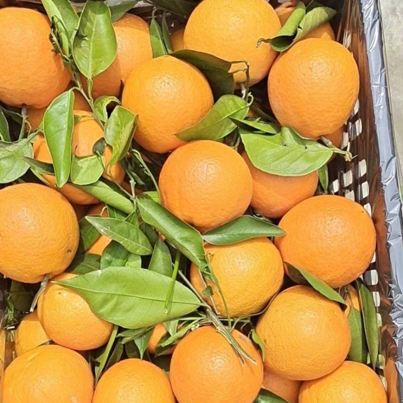 奉节脐橙72-1目前价格一树清1.6一斤，味道纯甜