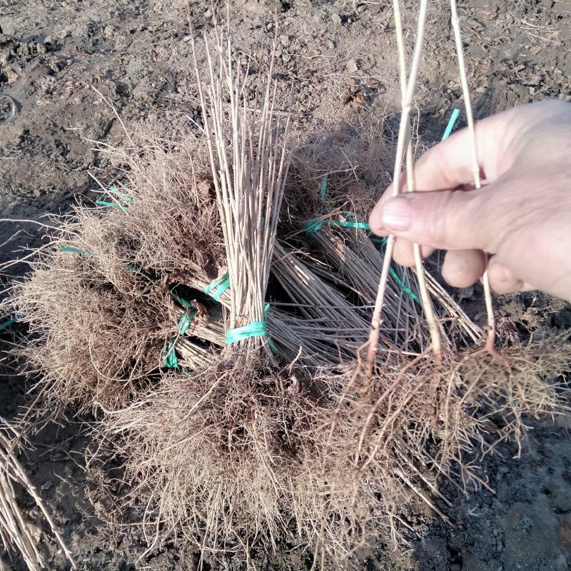 连翘苗东北连翘小苗，东北连翘工程苗，东北连翘二年苗